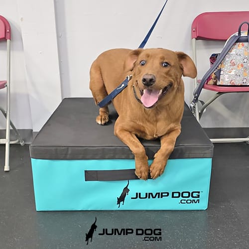 Jump Dog - Indoor Play & Train preview 50