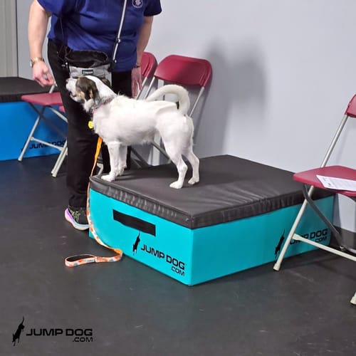 Jump Dog - Indoor Play & Train preview 51