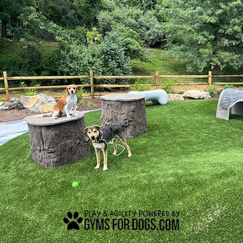Jump Dog Jumping Stumps preview 2