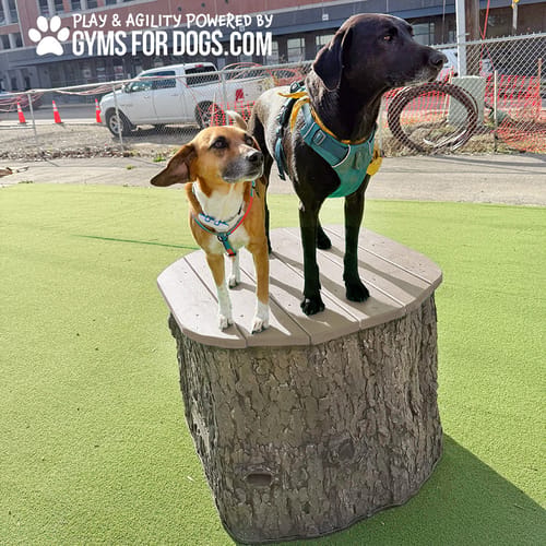 Jump Dog Jumping Stumps preview 5