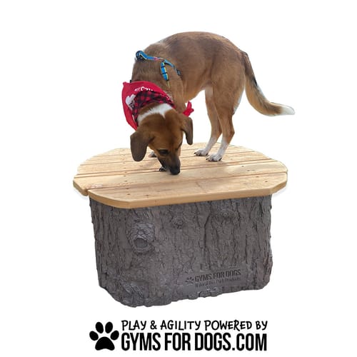 Jump Dog Jumping Stumps preview 7