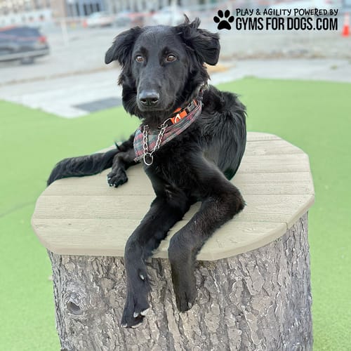 Jump Dog Jumping Stumps preview 8