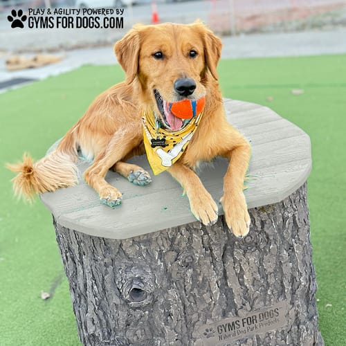 Jump Dog Jumping Stumps preview 9