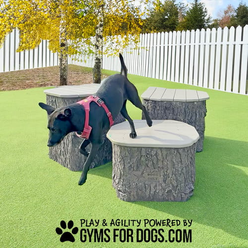 Jump Dog Jumping Stumps preview 10