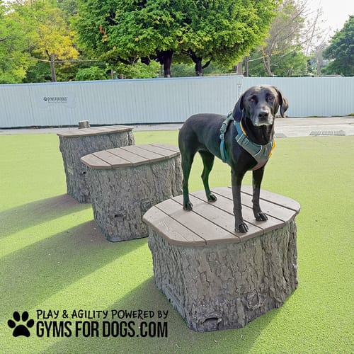 Jump Dog Jumping Stumps preview 11