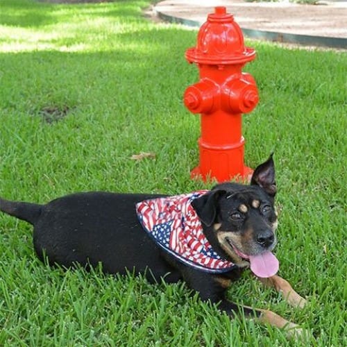 Dog Park Budget Fire Hydrant (PAWP101) preview 1