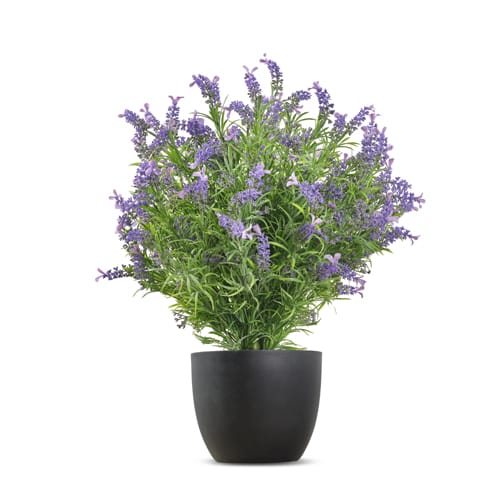 French Lavender UV-IFR preview 1