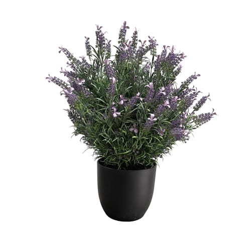 French Lavender UV-IFR preview 6