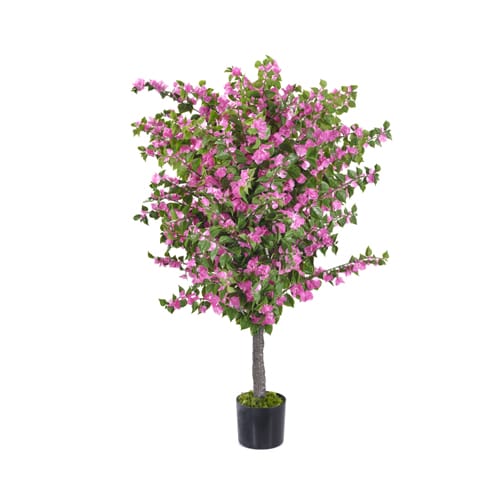 Bougainvillea 1.8m/5ft 11in UV-IFR preview 1