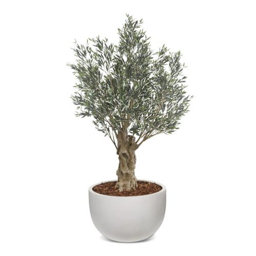 Olea Bella Olive Tree UV-IFR