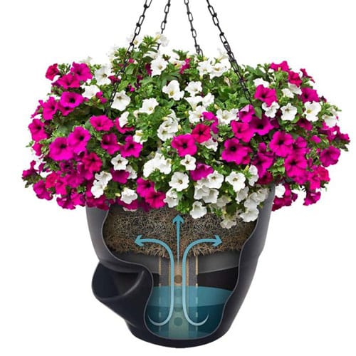Hanging Baskets