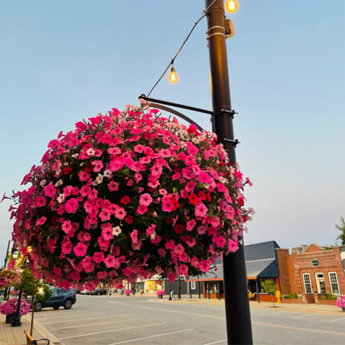 Pro-Series 16 Self Watering Hanging Basket  preview 2