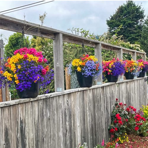 Pro-Series 16 Self Watering Hanging Basket  preview 3