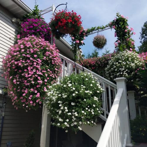 Pro-Series 16 Self Watering Hanging Basket  preview 4