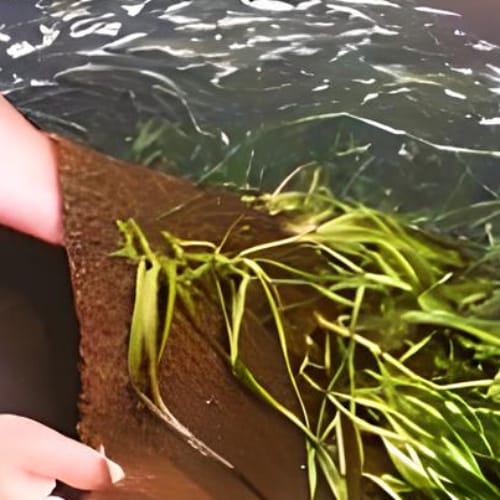 Coir Planting Media: BM2000™ preview 1