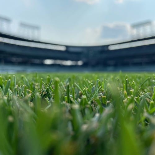 HGT Seed - Sports/Golf  preview 1