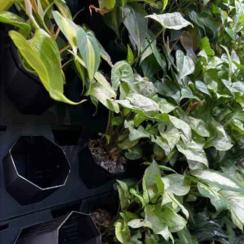 Maxplantwall Indoor Pot Green Wall System