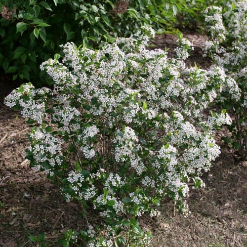 Low Scape Mound® - Aronia melanocarpa
