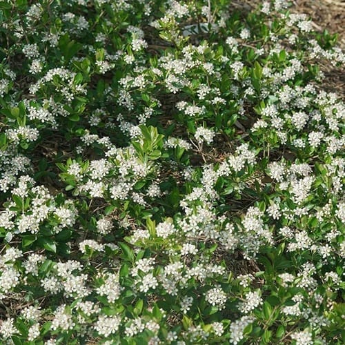 Ground Hug® - Aronia melanocarpa