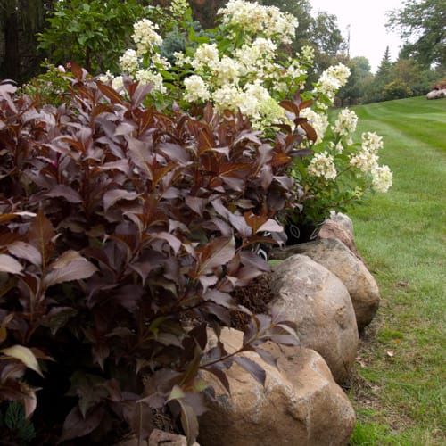 First Editions® Shining Sensation™ Weigela: Weigela florida 'Bokrashine' preview 12