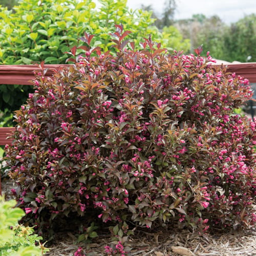 First Editions® Shining Sensation™ Weigela: Weigela florida 'Bokrashine' preview 13