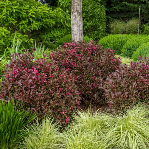 First Editions® Shining Sensation™ Weigela: Weigela florida 'Bokrashine' preview 14