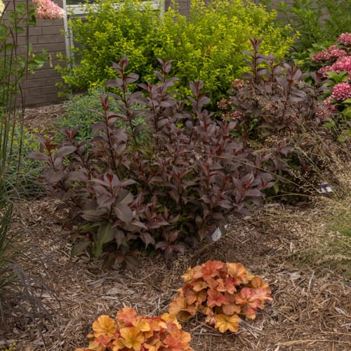 First Editions® Shining Sensation™ Weigela: Weigela florida 'Bokrashine' preview 15