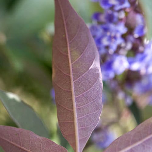 First Editions® Flip Side® Chastetree: Vitex x 'Bailtexone' PP30,283 preview 2