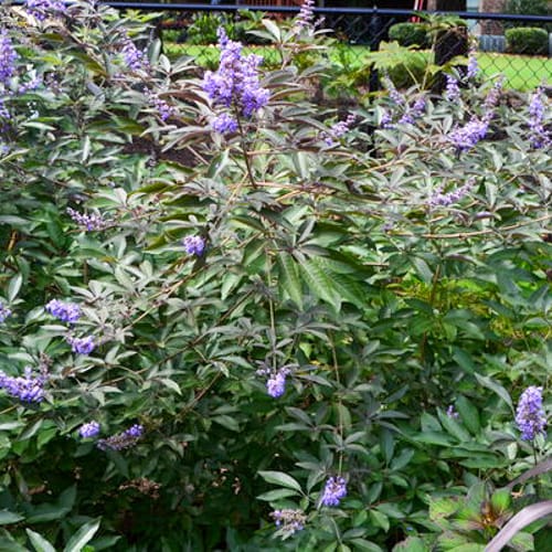 First Editions® Flip Side® Chastetree: Vitex x 'Bailtexone' PP30,283 preview 3