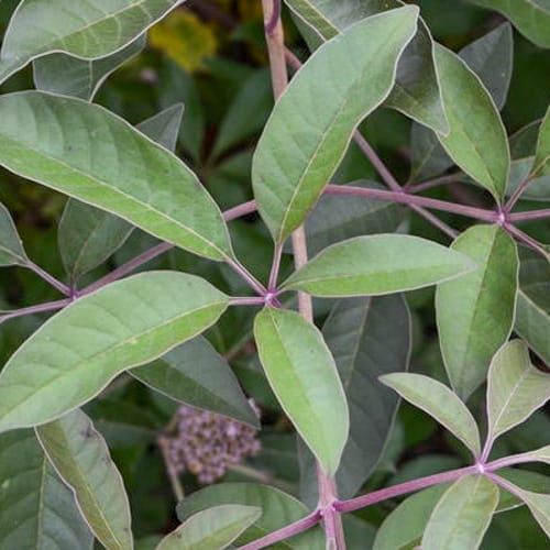 First Editions® Flip Side® Chastetree: Vitex x 'Bailtexone' PP30,283 preview 5