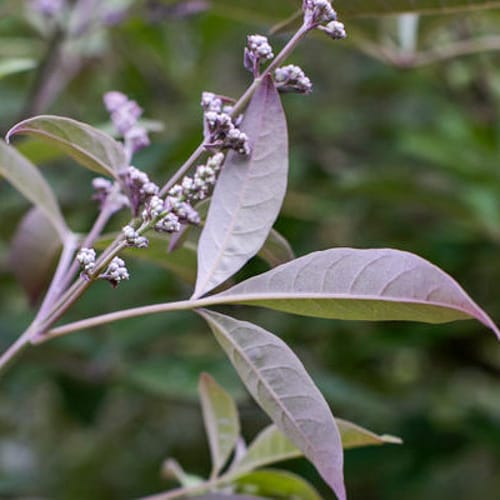 First Editions® Flip Side® Chastetree: Vitex x 'Bailtexone' PP30,283 preview 7