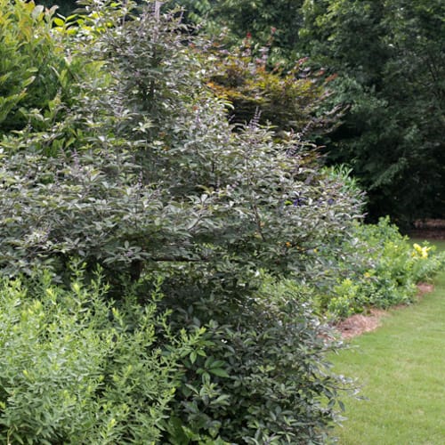 First Editions® Flip Side® Chastetree: Vitex x 'Bailtexone' PP30,283 preview 8