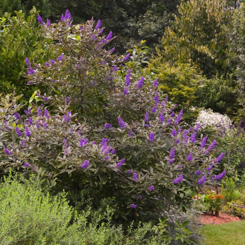 First Editions® Flip Side® Chastetree: Vitex x 'Bailtexone' PP30,283 preview 9
