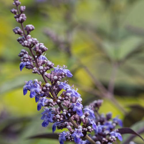 First Editions® Flip Side® Chastetree: Vitex x 'Bailtexone' PP30,283 preview 1