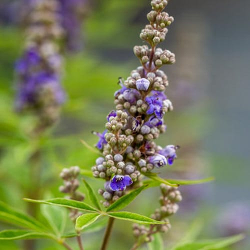 First Editions® Violet Mist® Chastetree: Vitex x 'Bailtexfour' PP36,066 preview 3
