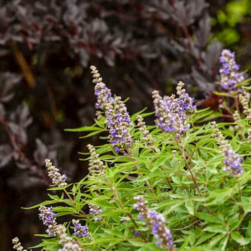 First Editions® Violet Mist® Chastetree: Vitex x 'Bailtexfour' PP36,066 preview 4