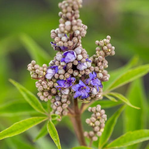 First Editions® Violet Mist® Chastetree: Vitex x 'Bailtexfour' PP36,066 preview 5