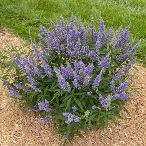 First Editions® Violet Mist® Chastetree: Vitex x 'Bailtexfour' PP36,066 preview 8