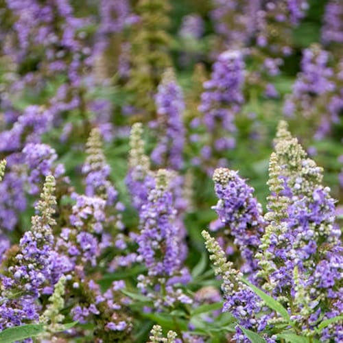 First Editions® Violet Mist® Chastetree: Vitex x 'Bailtexfour' PP36,066 preview 1
