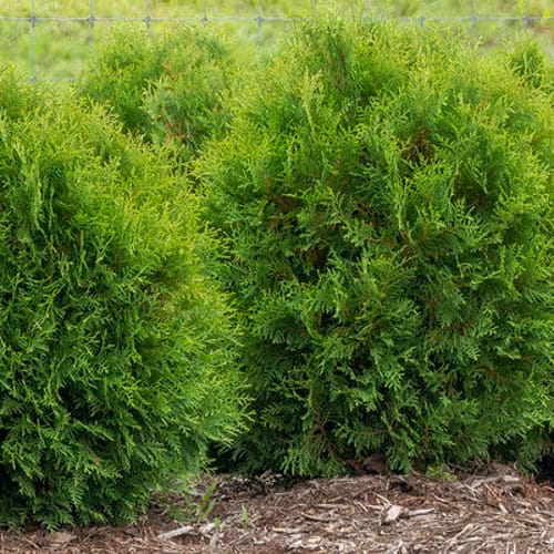 First Editions® Planet Earth® Arborvitae: Thuja occidentalis ''RutThu4' PP35,297 preview 2