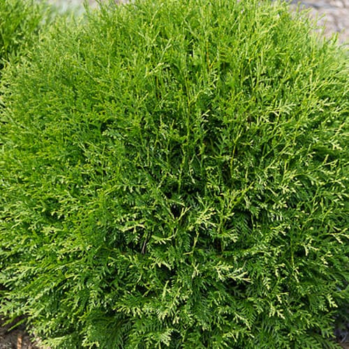First Editions® Planet Earth® Arborvitae: Thuja occidentalis ''RutThu4' PP35,297 preview 4