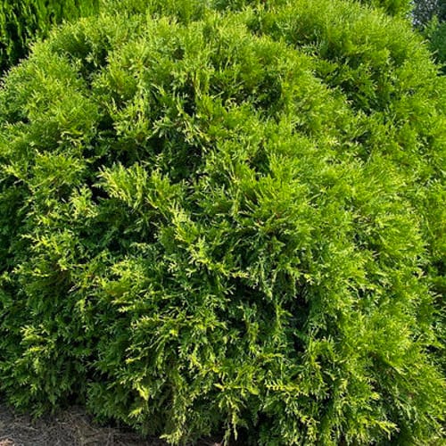 First Editions® Planet Earth® Arborvitae: Thuja occidentalis ''RutThu4' PP35,297 preview 5