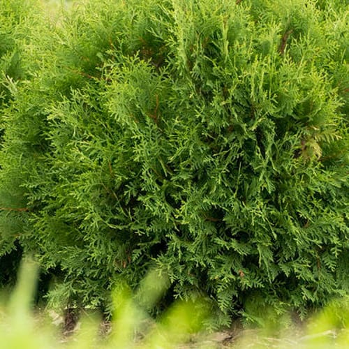 First Editions® Planet Earth® Arborvitae: Thuja occidentalis ''RutThu4' PP35,297 preview 1