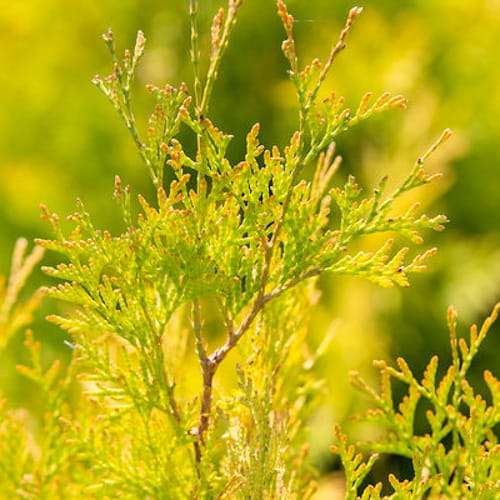 First Editions® Lemon Burst® Arborvitae: Thuja occidentalis  'RutThu3' PP35,206 preview 3