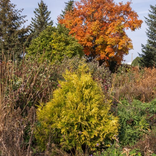 First Editions® Lemon Burst® Arborvitae: Thuja occidentalis  'RutThu3' PP35,206 preview 5
