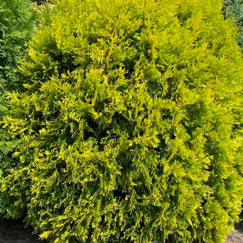 First Editions® Lemon Burst® Arborvitae: Thuja occidentalis  'RutThu3' PP35,206 preview 1