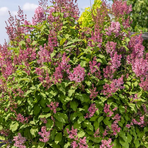 First Editions® Pinktini™ Lilac: Syringa x prestoniae 'Jeftini' PP32,724 preview 2