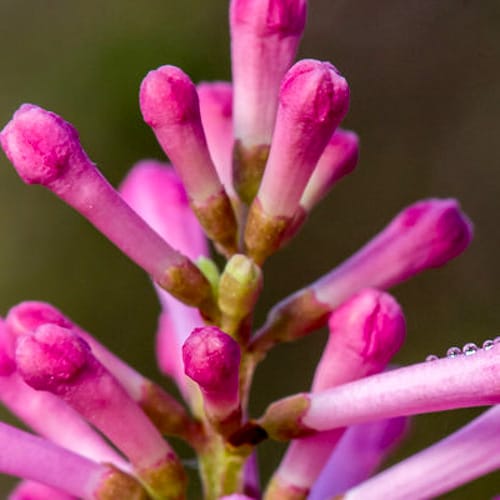 First Editions® Pinktini™ Lilac: Syringa x prestoniae 'Jeftini' PP32,724 preview 4