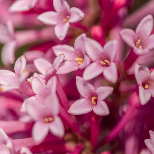 First Editions® Pinktini™ Lilac: Syringa x prestoniae 'Jeftini' PP32,724 preview 5