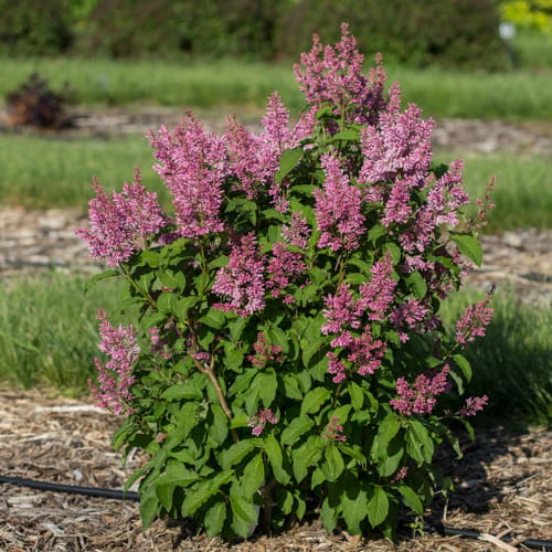 First Editions® Pinktini™ Lilac: Syringa x prestoniae 'Jeftini' PP32,724 preview 6